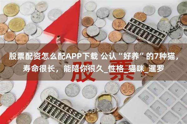 股票配资怎么配APP下载 公认“好养”的7种猫，寿命很长，能陪你很久_性格_猫咪_暹罗