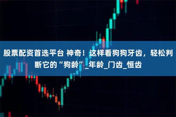 股票配资首选平台 神奇！这样看狗狗牙齿，轻松判断它的“狗龄”_年龄_门齿_恒齿