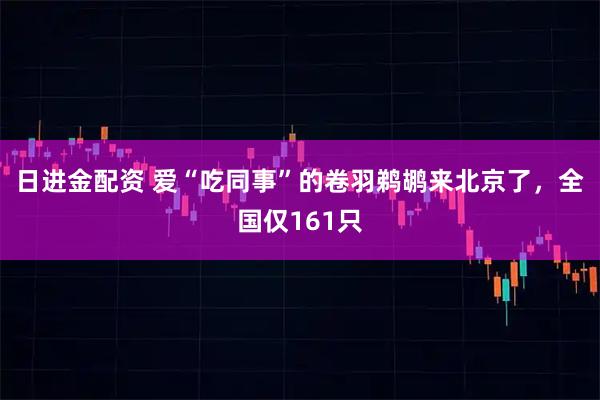 日进金配资 爱“吃同事”的卷羽鹈鹕来北京了，全国仅161只